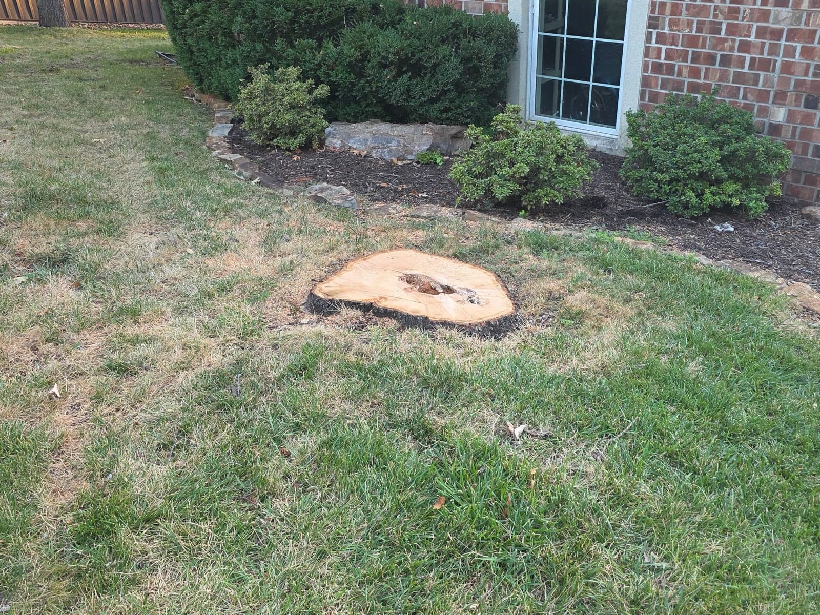Freshly cut hardwood stump in a lawn beside a brick home's foundation shrubs