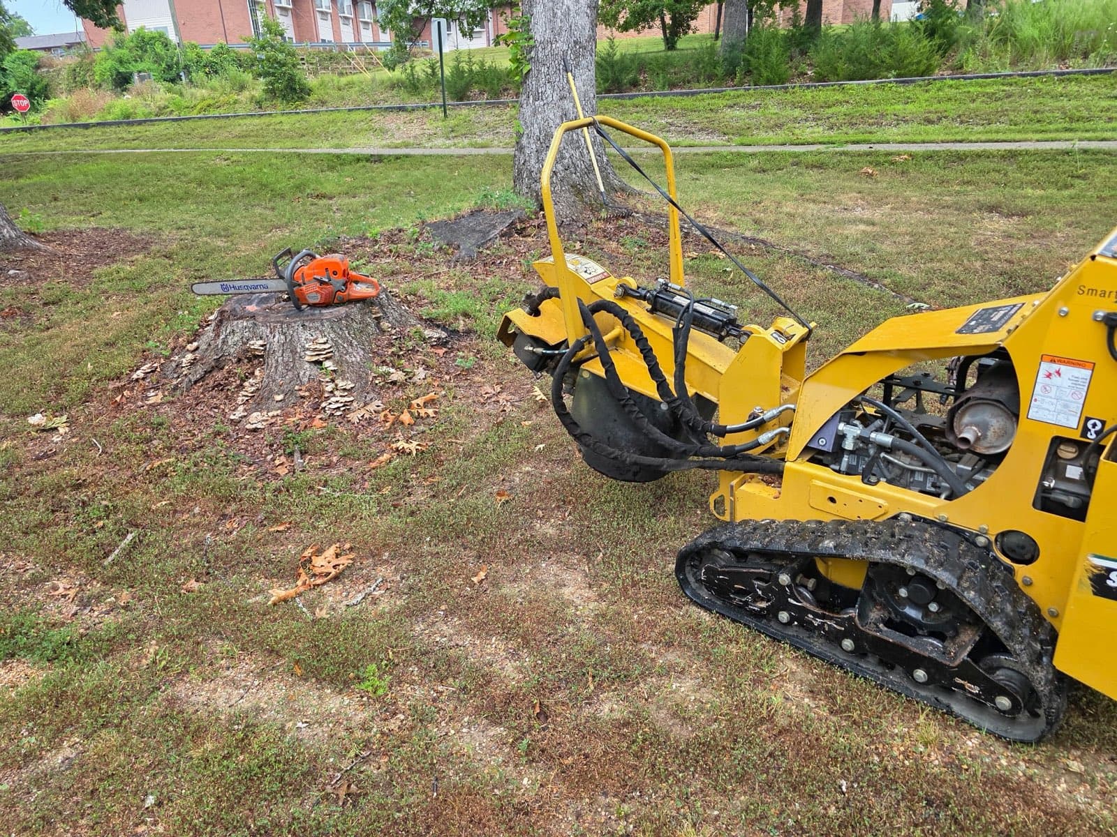 Tracked grinder rolling up to a large stump with a chainsaw resting on top