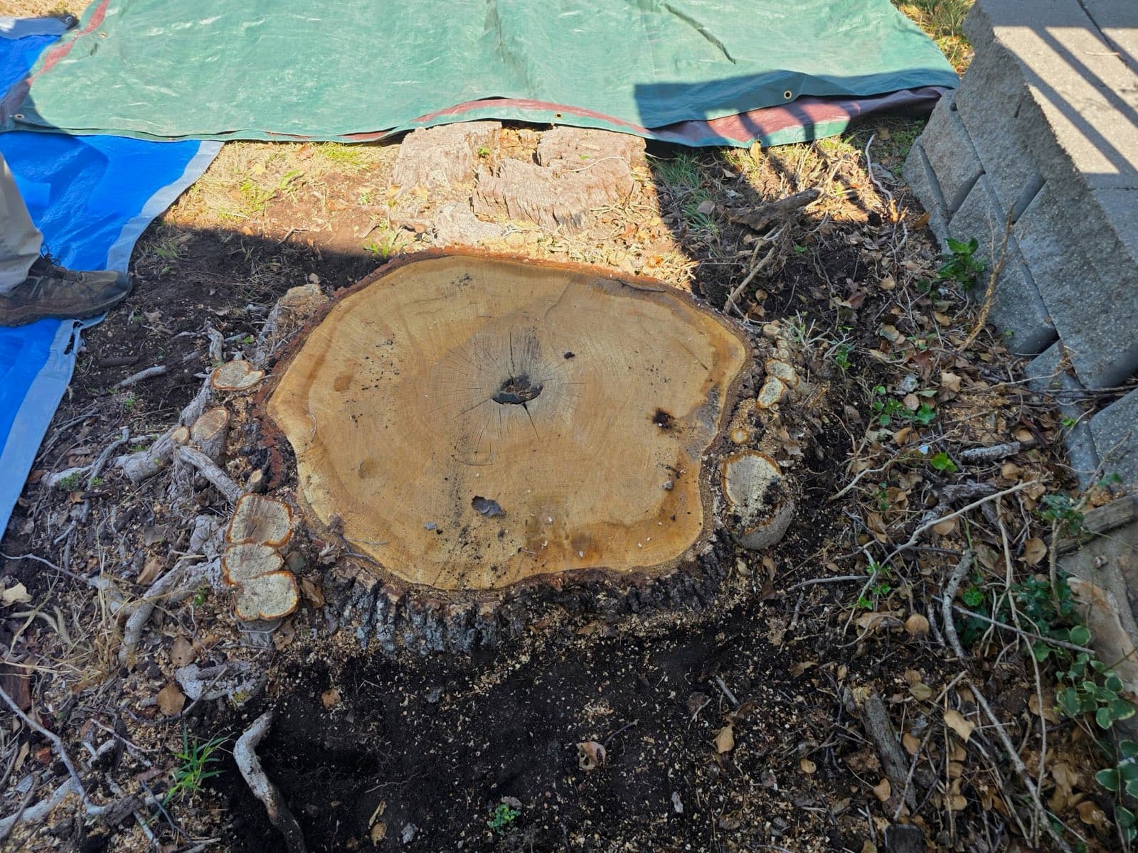 Close-up of a wide hardwood stump cross-section with shelf fungus on the bark, tarps laid around it