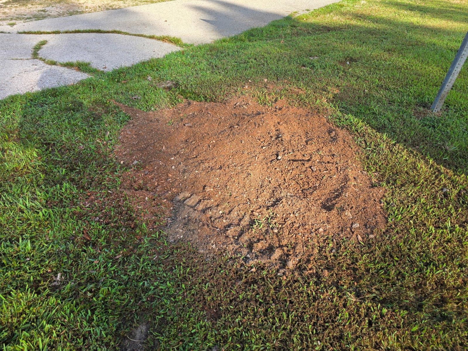 Mound of fresh grindings where the stump used to be, next to the sidewalk