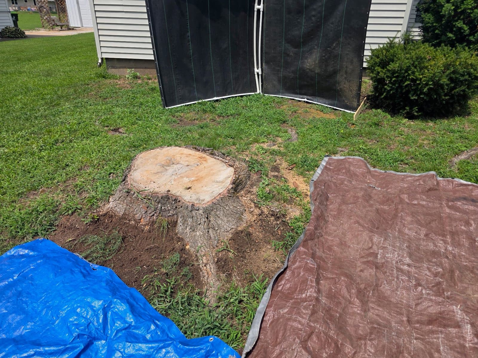 Stump between a house and shrubs with tarps and debris screens set up to protect the siding